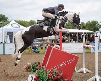 Coloured Showjumping Stallion